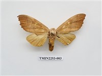 藏品(黃二星舟蛾)的圖片